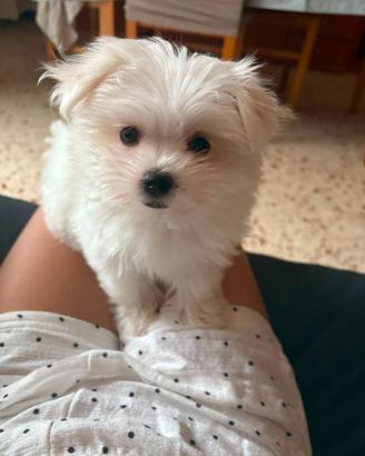 Cane maltese