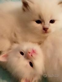 Cuccioli di Siberiano Neva Masquerade