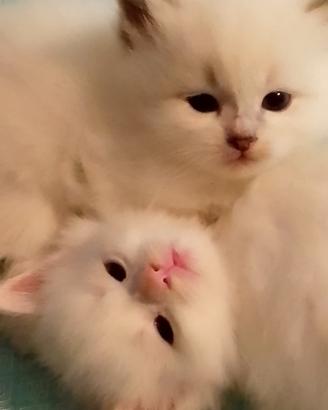 Cuccioli di Siberiano Neva Masquerade