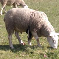 Ovini pecore/montoni razza Berrichon du Cher