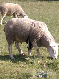 Ovini pecore/montoni razza Berrichon du Cher