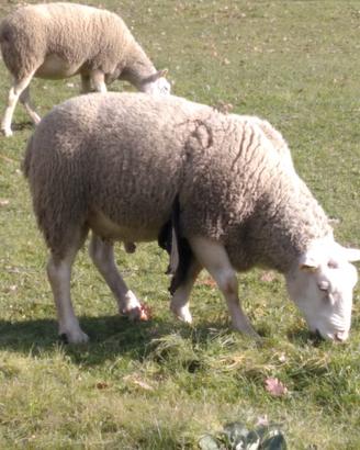 Ovini pecore/montoni razza Berrichon du Cher