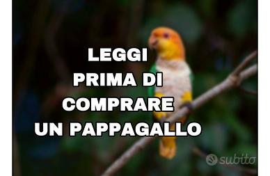 Pappagallo
