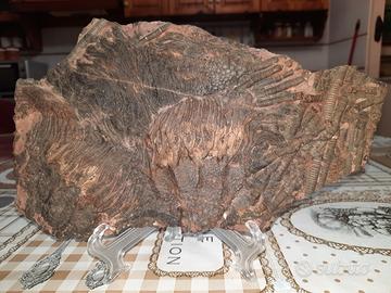 Fossile di crinoide o giglio di mare