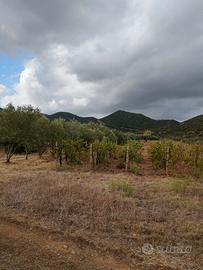 Terreno agricolo