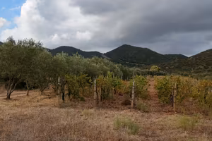 Terreno agricolo