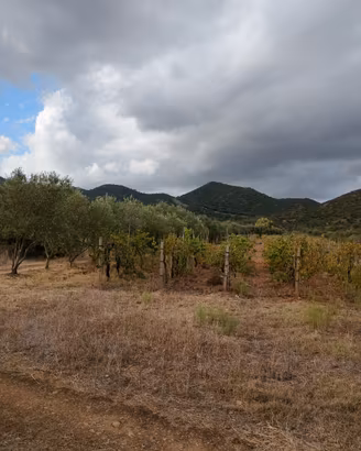 Terreno agricolo