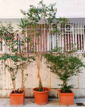 piante di ligustro più vasi