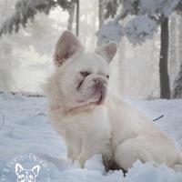 Bulldog francese Fluffy per monta