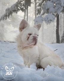 Bulldog francese Fluffy per monta