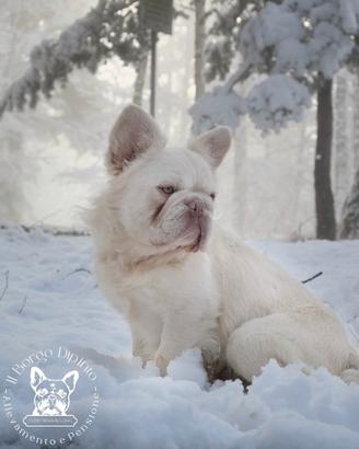 Bulldog francese Fluffy per monta