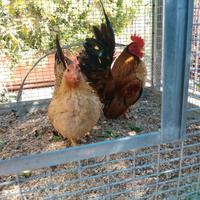 SERAMA linea europea *piccolissimi