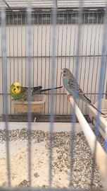 Coppie cocorite, pappagallini,inseparabili.uccelli