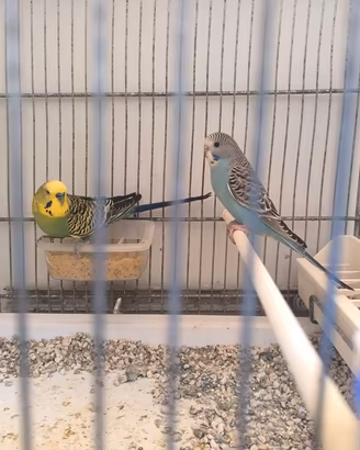 Coppie cocorite, pappagallini,inseparabili.uccelli