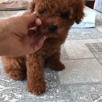 Barboncino maschietto red