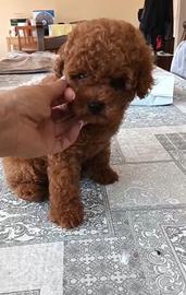 Barboncino maschietto red