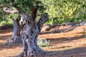 Terreno agricolo con uliveto Castel di Iudica