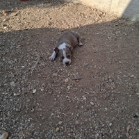 Cuccioli amstaf e corso