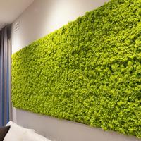 lichene artificiale per interni ed esterni