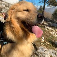 Golden Retriever maschio per monta