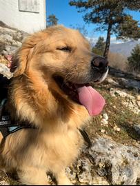 Golden Retriever maschio per monta