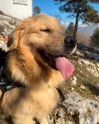 Golden Retriever maschio per monta