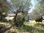 Immagine 11