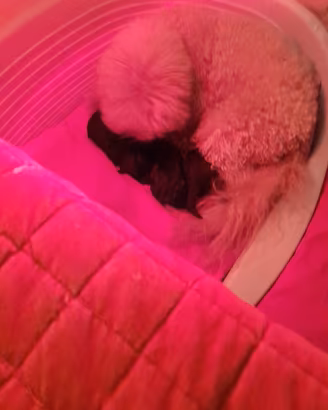 cuccioli di Barboncino  toy
