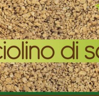 Nocciolino di Sansa Vergine.