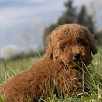 Barboncino yoy. rosso disponibile