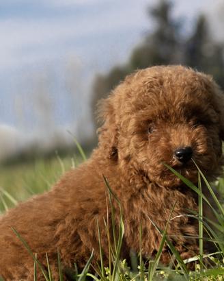 Barboncino yoy. rosso disponibile