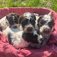 Cuccioli lagotto romagnolo