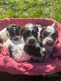 Cuccioli lagotto romagnolo