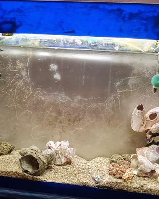 Acquario marino