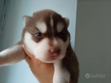 Siberian husky