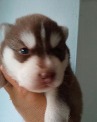 Siberian husky