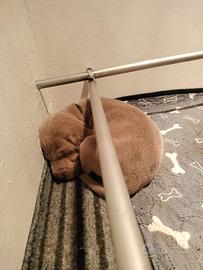 Cuccioli di Weimaraner