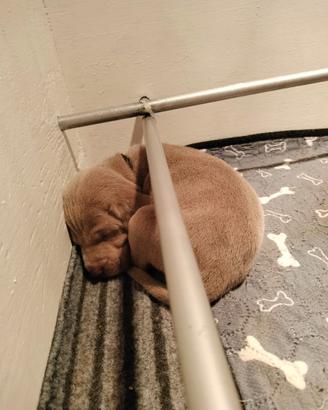 Cuccioli di Weimaraner
