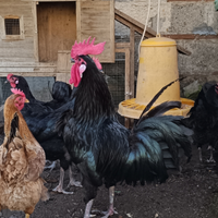 Gallo e galline nero Chianti Valdarno