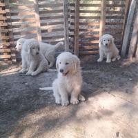 Pastore maremmano abruzzese