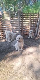 Pastore maremmano abruzzese