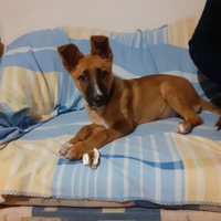 Cucciola di Pastore Belga