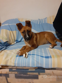 Cucciola di Pastore Belga