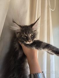 Gattino Maine coon