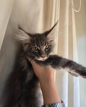 Gattino Maine coon