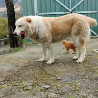 Cucciolona Pastore Asia centrale