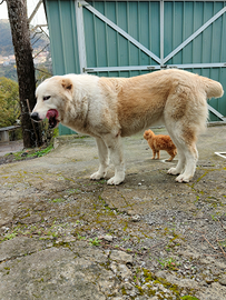 Cucciolona Pastore Asia centrale