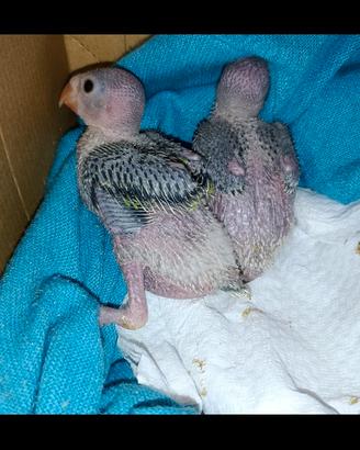 Pulli di parrocchetto dal collare verdi