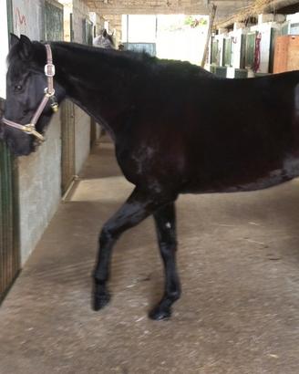 Cavalla di 18 anni