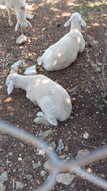 Vendita agnelli (pecore/agnelli)